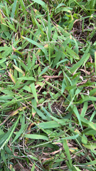 Stenotaphrum secundatum