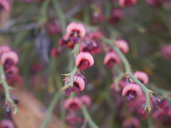 Daviesia brevifolia
