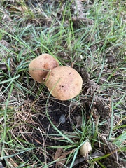 Aureoboletus innixus
