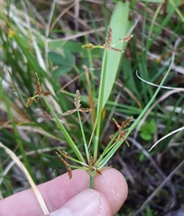 Cyperus haspan
