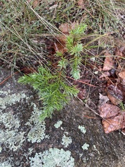 Chamaecyparis thyoides