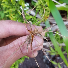 Cyperus polystachyos