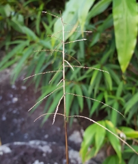 Paspalum paniculatum