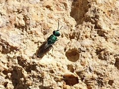Chrysura