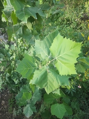 Platanus occidentalis