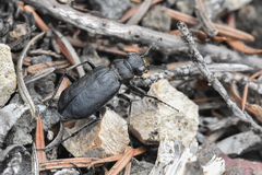 Cicindela longilabris
