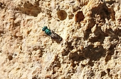 Chrysura