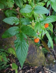 Rubus fraxinifolius