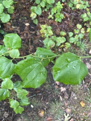 Smilax