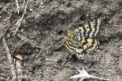 Epelis truncataria