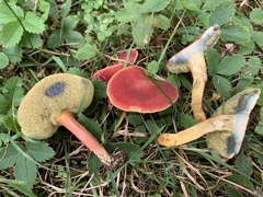 Hortiboletus