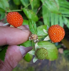 Rubus fraxinifolius