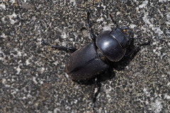 Dorcus rectus rectus