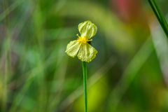 Xyris caroliniana