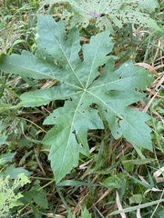 Napaea dioica
