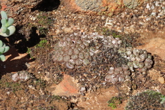 Conophytum minusculum