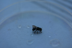 Osmia