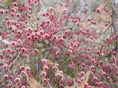 Daviesia brevifolia