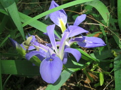 Iris brevicaulis