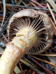 Chroogomphus vinicolor