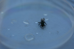 Osmia