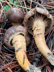 Chroogomphus vinicolor