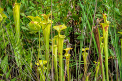 Sarracenia flava