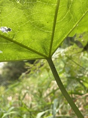 Napaea dioica