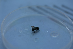 Osmia