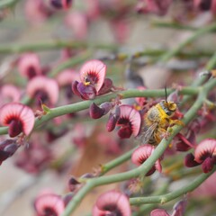 Daviesia brevifolia