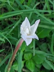 Zephyranthes chlorosolen