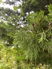 Juniperus virginiana