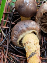 Chroogomphus vinicolor