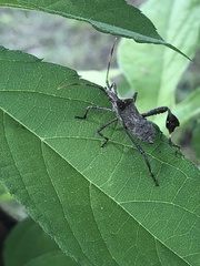 Leptoglossus zonatus