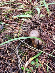 Chroogomphus vinicolor