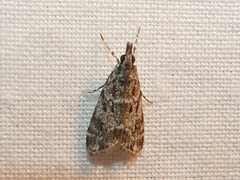 Eudonia heterosalis
