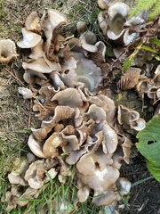 Hohenbuehelia petaloides