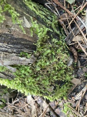 Lophocolea bidentata