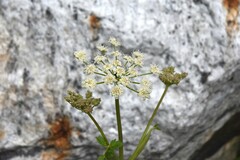 Ligusticum canbyi