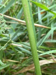 Napaea dioica