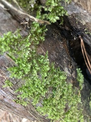 Lophocolea bidentata