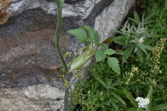 Ligusticum canbyi