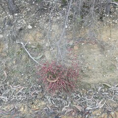 Daviesia brevifolia