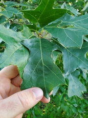 Quercus ilicifolia