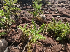 Cirsium