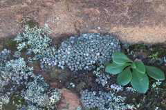 Conophytum minusculum