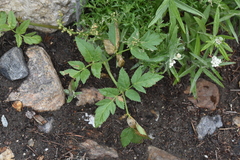 Ligusticum canbyi