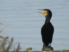 Phalacrocorax carbo