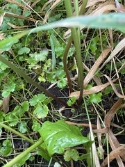 Napaea dioica