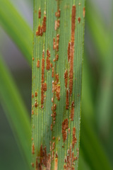 Puccinia
